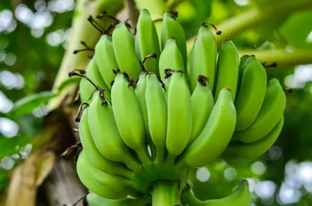 Vida útil de los bananos verdes